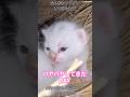 "episode17"「フワフワ×パヤパヤ」 #猫のいる生活 #子ネコ #保護猫 #ファーム生活 #子猫 #猫のいる暮らし #shorts