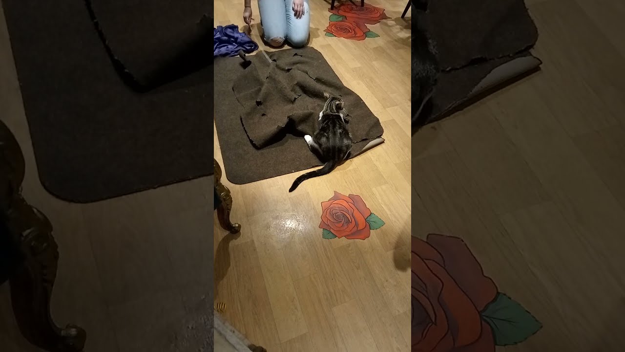 Cat Cafe (1) - YouTube