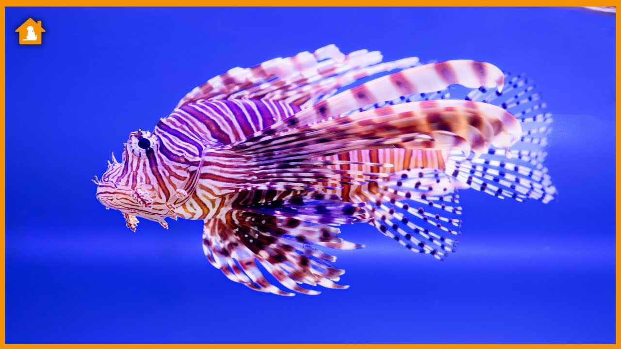 Top 20 Most Beautiful Aquarium Fishes: A Visual Feast for Fish Lovers 