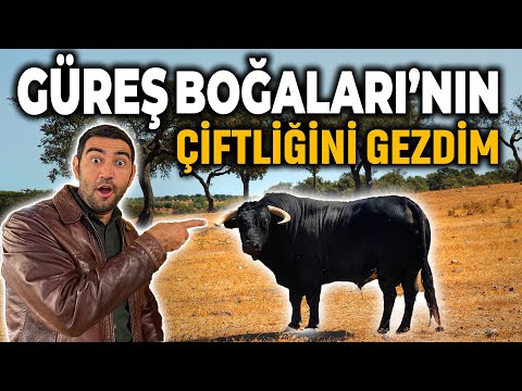 ARENA'DA SAVAŞAN BOĞA ÇiFTLiĞiNi GEZiYORUM ( PORTEKiZ'DE ÇiFTLiK HAYATI )