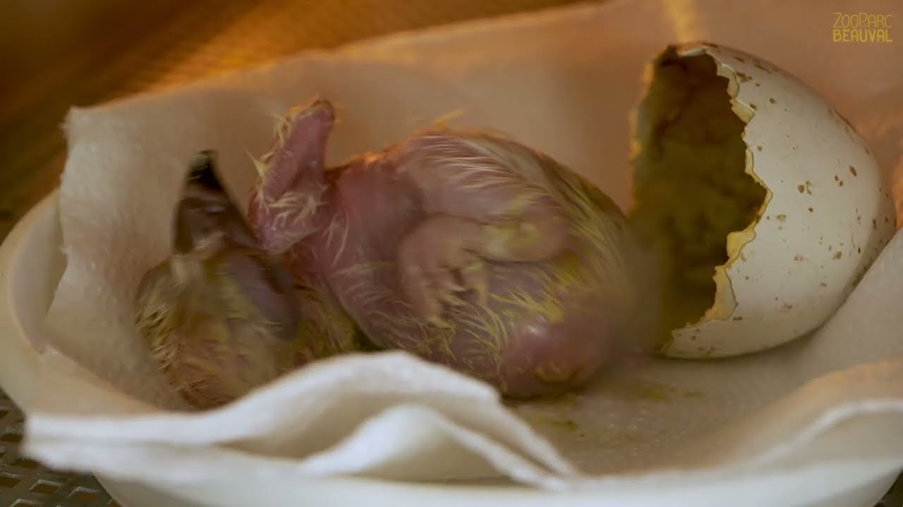 Naissance de trois hiboux grand duc. Hors série - Ep 1