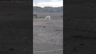 #гампр #собака #алабай #kangal #сао #животные