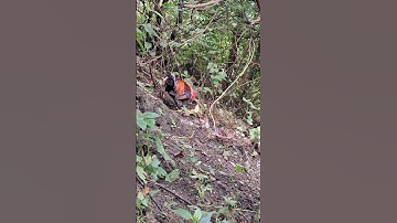 gà rừng mã đỏ gọi mã vàng về cực nhanh.qaib qus qua zoo