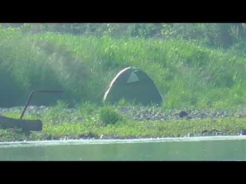 K0125　大分川　テントからのモン（ハシボソガラス）Oita River　MON from the TENT (Wild Carrion Crow)