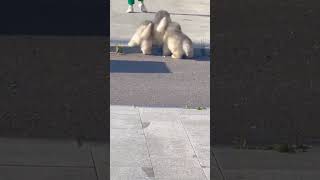 #shorts The bouncing Alaskan puppy is so cute #alaskanmalamute #malamute #puppy #dog