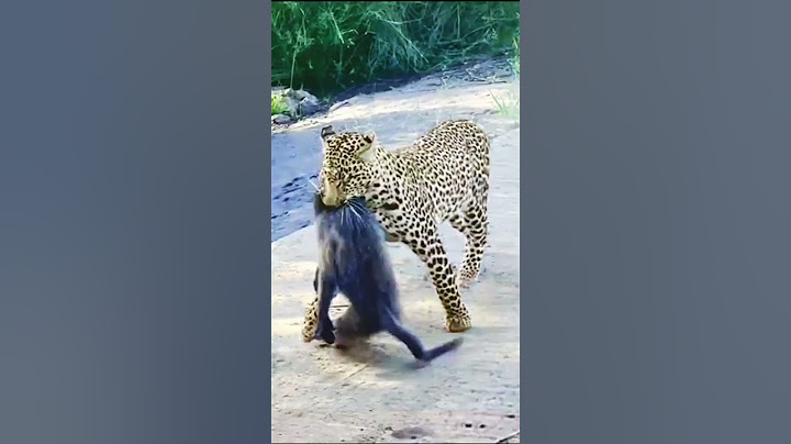 Leopard Pulls Off Perfect Ambush on Baboon - But they Fight Back
