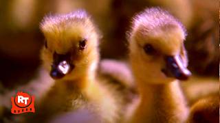Fly Away Home (1996) - Can I Keep Them (1/10) | Movieclips