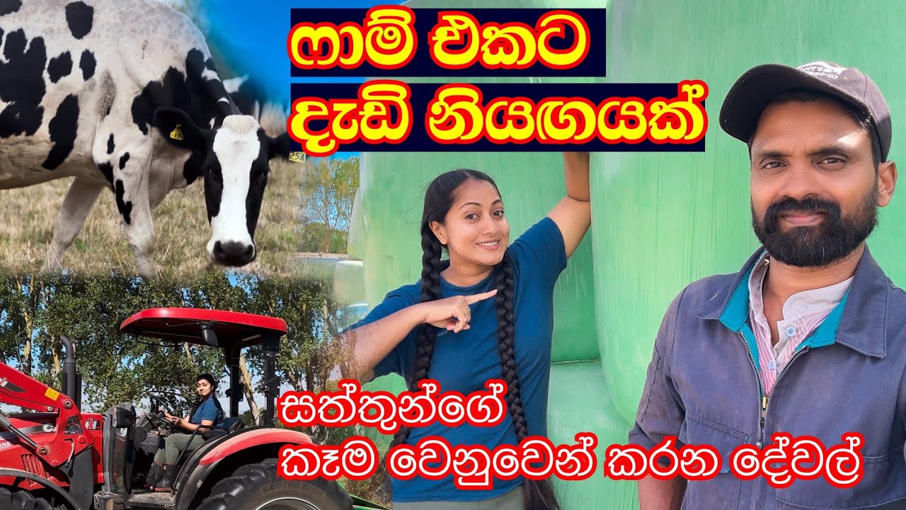 අපිට දැඩි නියං කාලයක් ☀🌡️🥵| තණකොළ වෙනුවට තවත් කෑම දෙන්න වෙලා 🤯 🌱🇳🇿 @dilinithrimanna