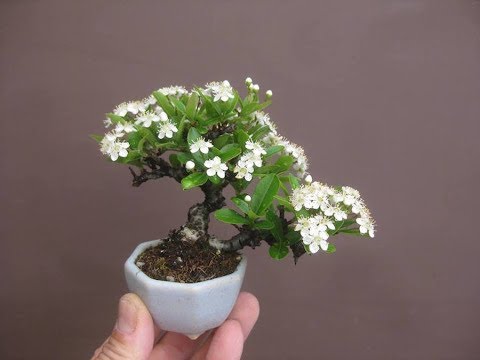 Pyracantha Flowering Bonsai Tree - YouTube