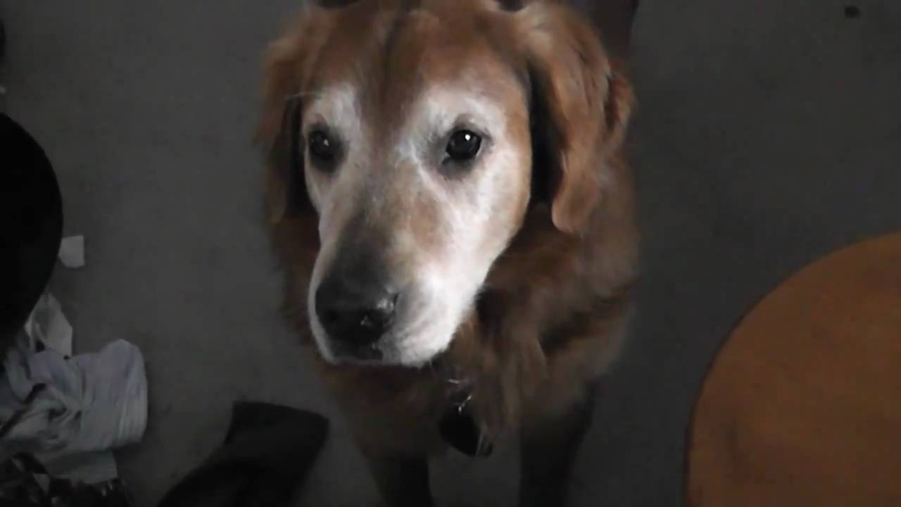 SPCA sad animal commercial - YouTube