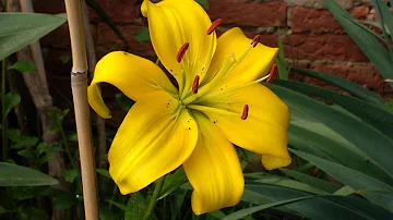 Che significato ha il fiore giallo?