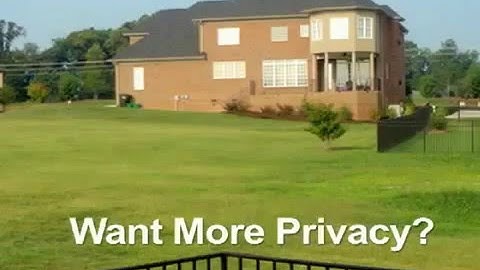 Thuja Green Giant | Fast Growing Trees