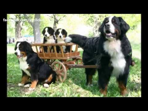 Video: Büyük İsviçre Dağ Köpeği Irkı Hipoalerjenik, Sağlık Ve Ömrü