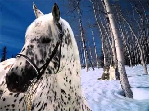 picture-collection-of-horses-|-appaloosa-horse