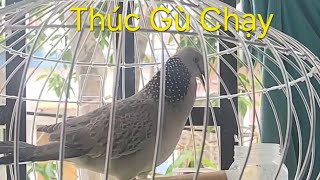 Em cu thúc gù + gù chạy Hiếm. Chim Malai