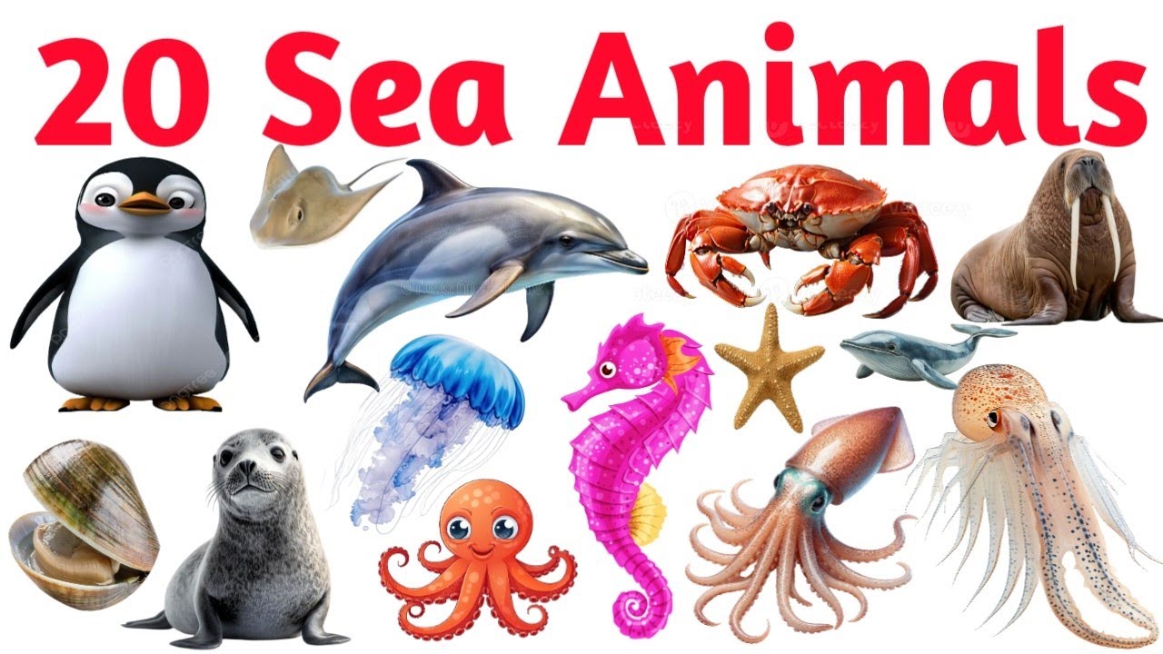 Learn 20 Sea Animals 🌊🐠 | Fun Ocean Animals Names for Kids, Toddlers ...