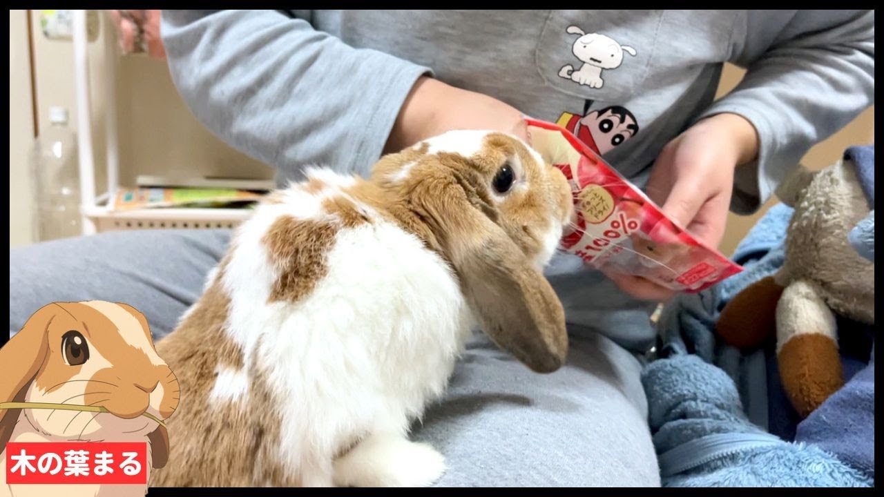 りんごの袋を持つだけでたれ耳うさぎにロックオンされるママ【かわいい