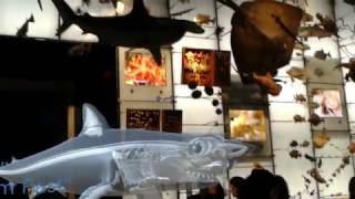 Prototype of AR Shark in Hall of Biodiversity