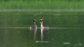 Great crested grebe courtship dance