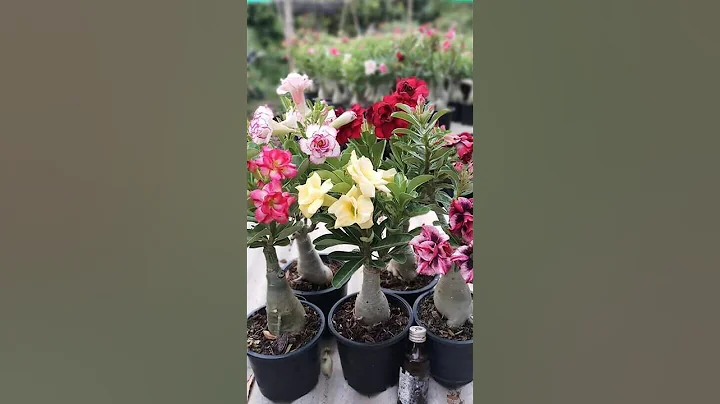 How to Grow Adenium Plants | Best Way | Desert Rose #adenium - DayDayNews
