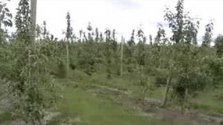 Zillah Shop Pears