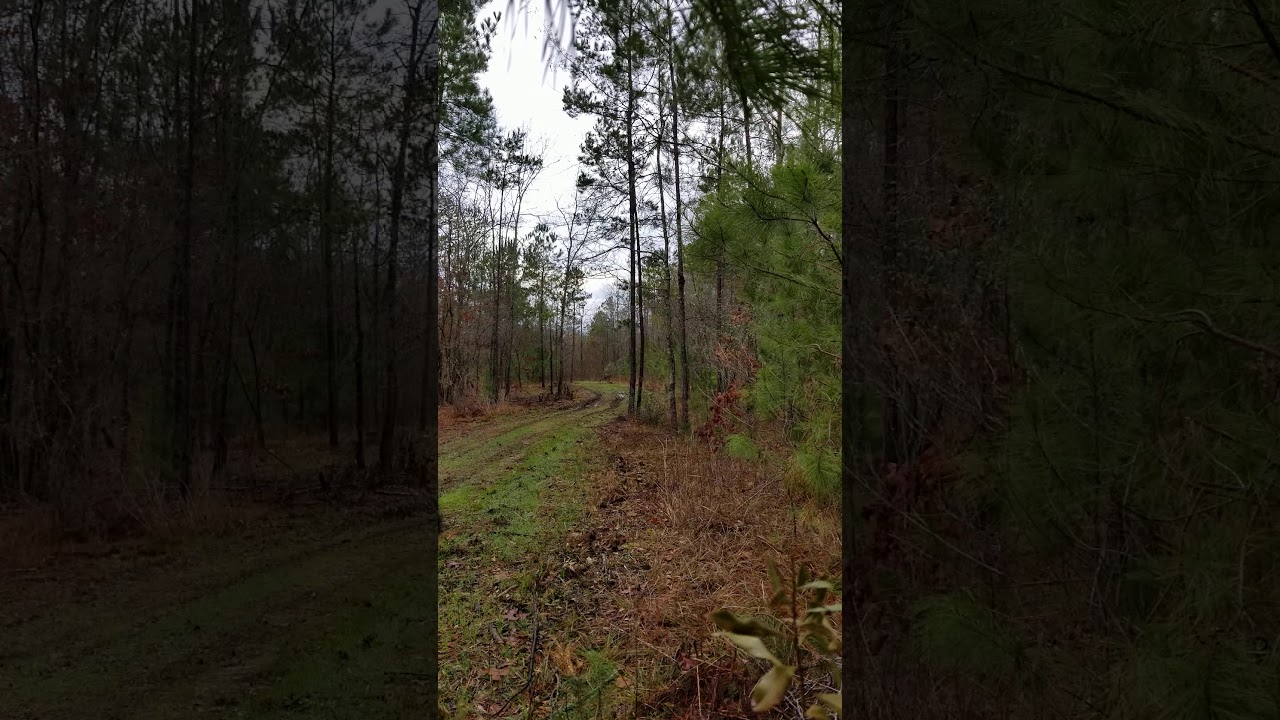 Deer hunting I miss dog hunting