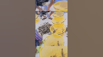 Fishing Crayfish | Về Miền Tây Mới Thấy Cảnh Này #shorts #crayfish