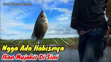 sarang ikan mujahir babon | Danau Tempe