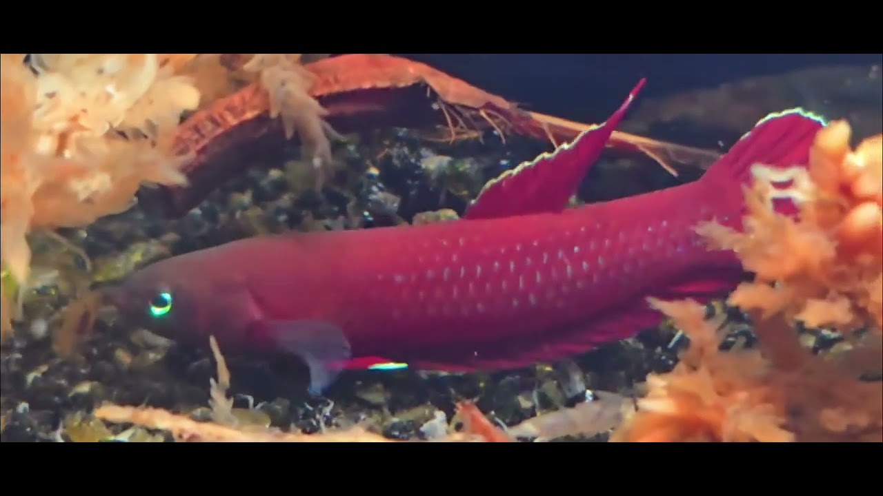 Bangkok super red betta fist