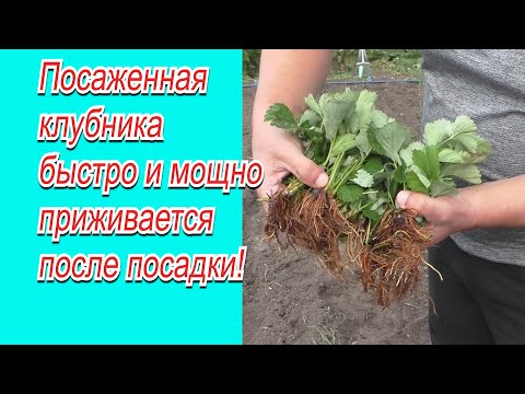 Полейте так клубнику после посадки-  урожай гарантирован!