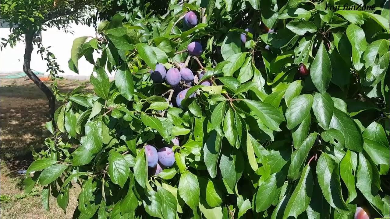 The damson or damson plum also archaically called the "damascene" YouTube