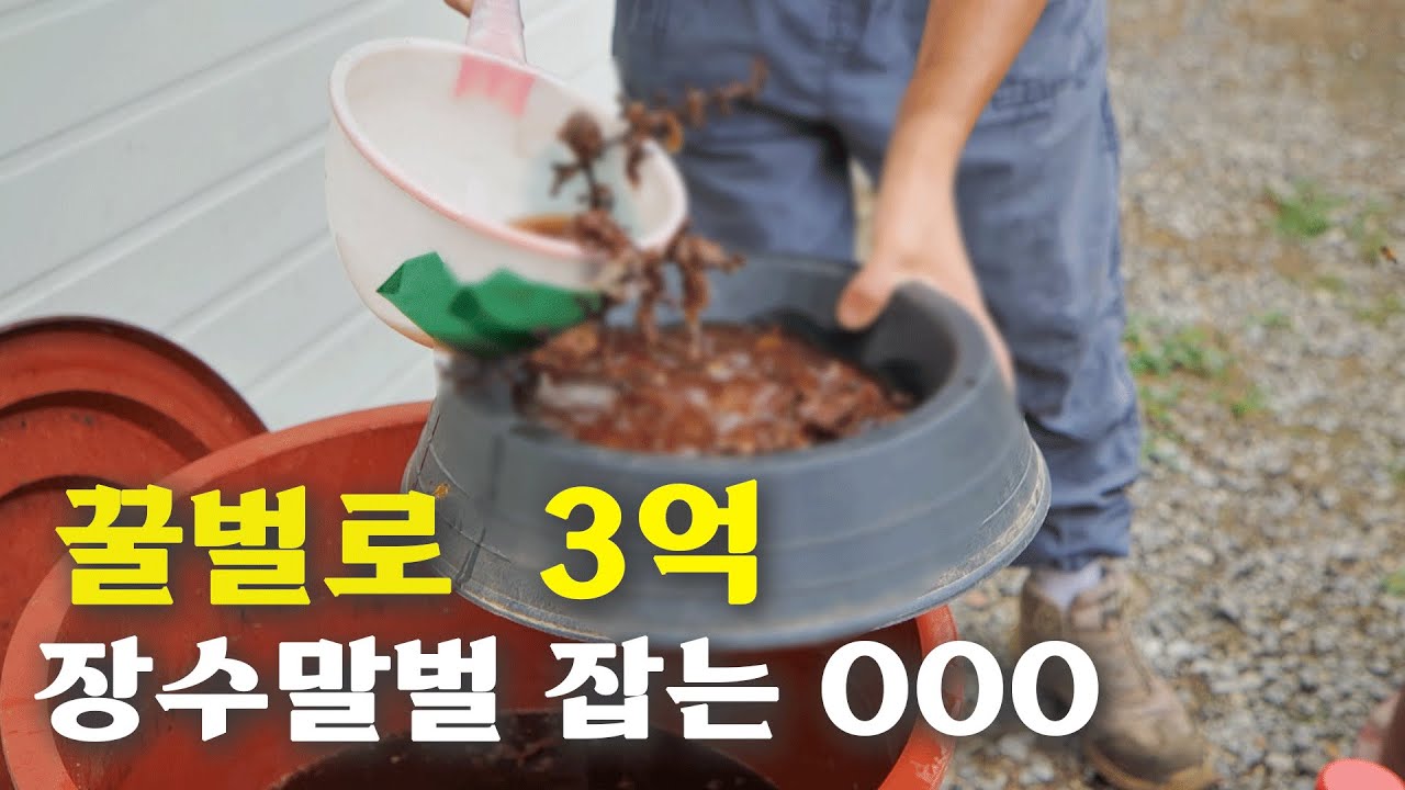 [역전의부자농부 362회] 부자양봉꾼의 장수말벌 잡는 비법