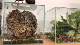 2 Weeks of Atta Cephalotes fungus growth - Leaf Cutter Ants - Intermittent Timelapse