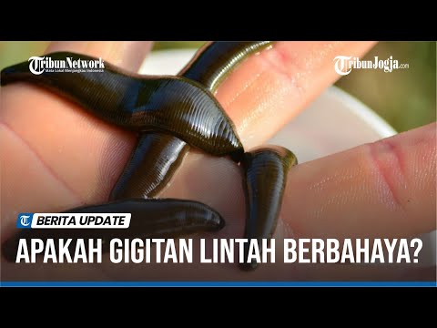 Video: Bagaimanakah subkelas berfungsi pso2?