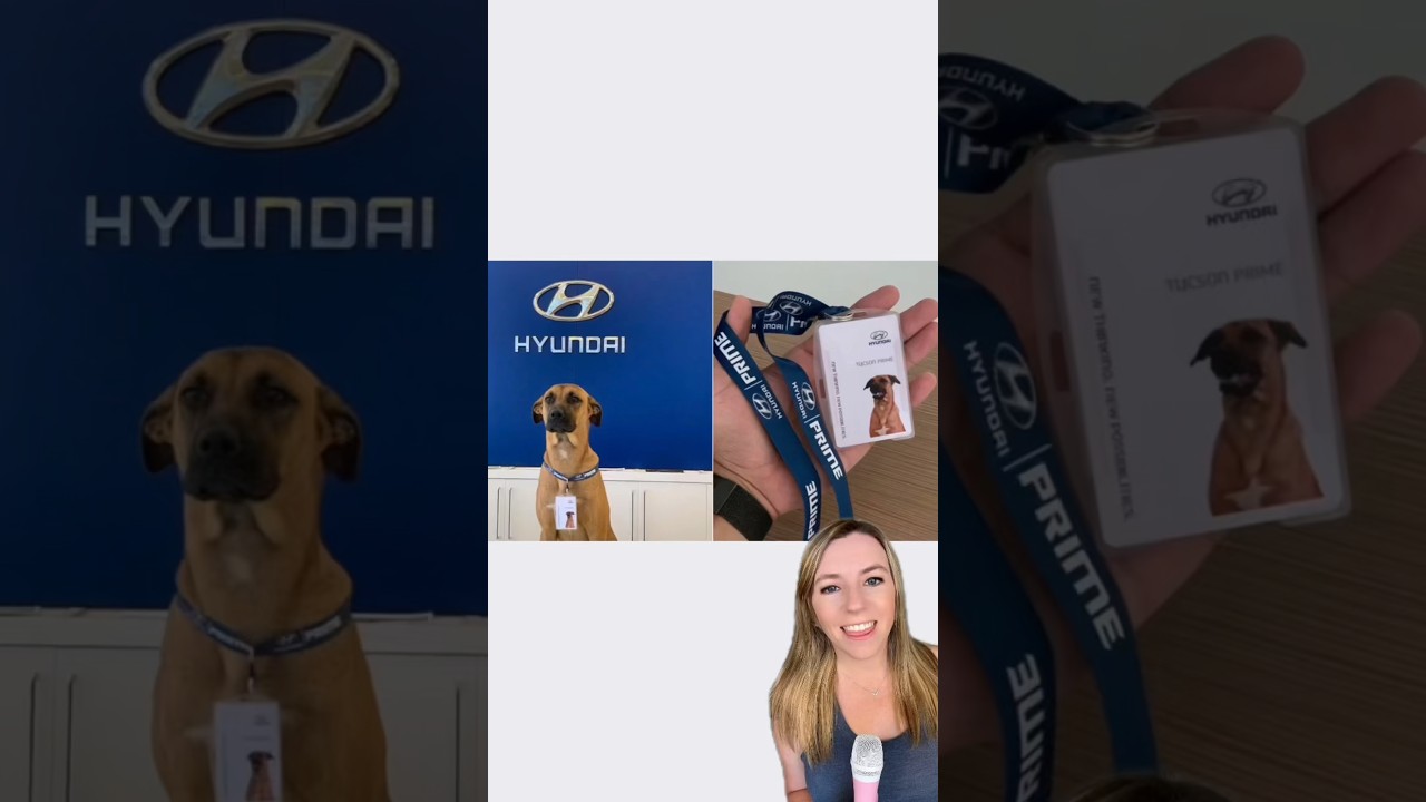 Dog is top car salesman at a Hyundai dealership (he’s cute and not too pushy) 