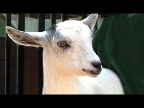 Caring for Goats: Dos and Don'ts