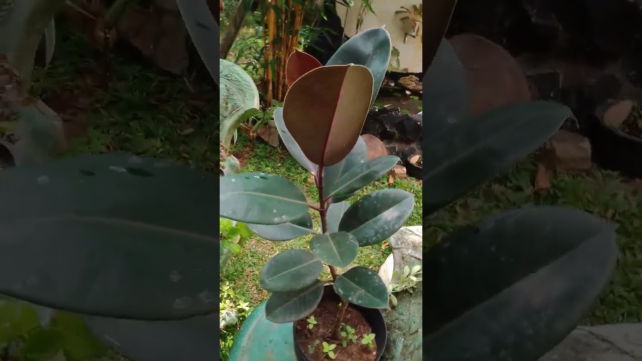 07 වෙනි සේල් එකෙන් පැල ගන්න එන්න මේ පැත්තට... 🌺0705818191💐