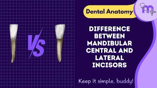 Mandibular Incisor Showdown: Unveiling the Differences Between Central & Lateral | Dental Anatomy
