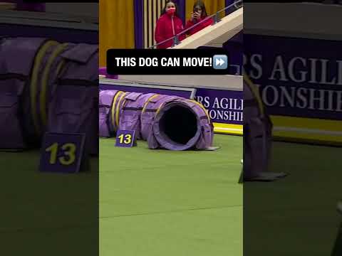 Look at this little dog go! 🐶🏃‍♂️ #wkc #westminsterdogshow #westminster