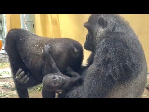 ('19/8/17)ゲンタロウとキンタロウ 7⭐️ゴリラ【京都市動物園】Gorilla Brothers Gentaro & Kintaro 7