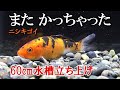 【錦鯉水槽】60cm水槽立ち上げ！今後は本格的に！【アクアリウム】