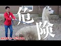 【飼育員が挑戦】アルパカを犬みたいに散歩をして公園で人気者になりたい！