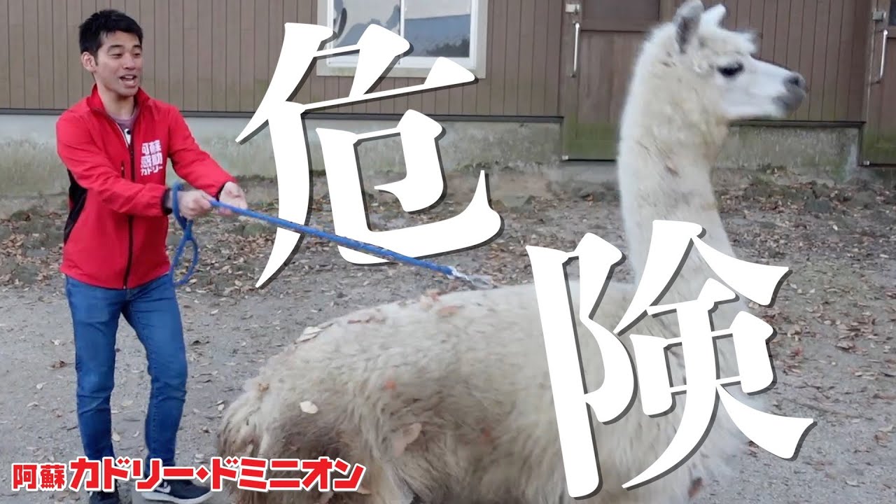 【飼育員が挑戦】アルパカを犬みたいに散歩をして公園で人気者になりたい！