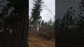 Cannock's Ravens, UK'S Most Supernatural / Cryptid Areas #bigfoot #nature #paranormal #uk #cryptid