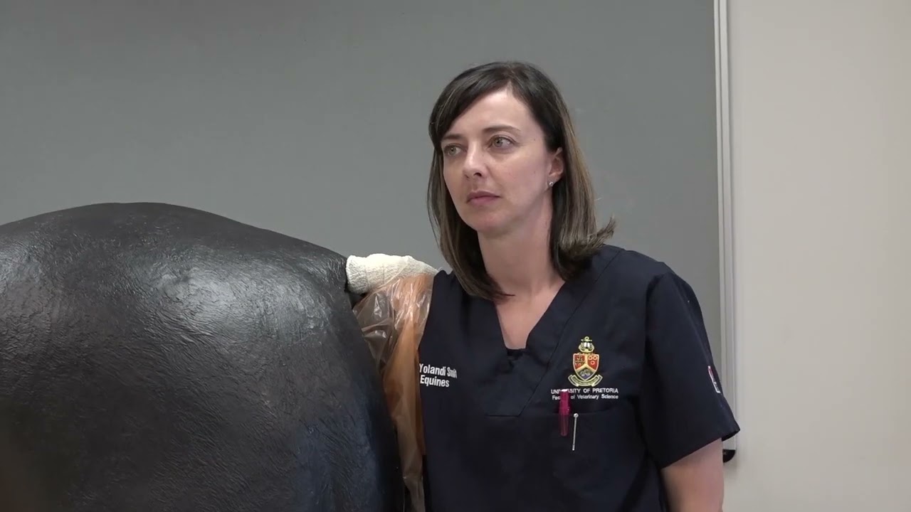 Equine - Perform a rectal examination as for a colic patient