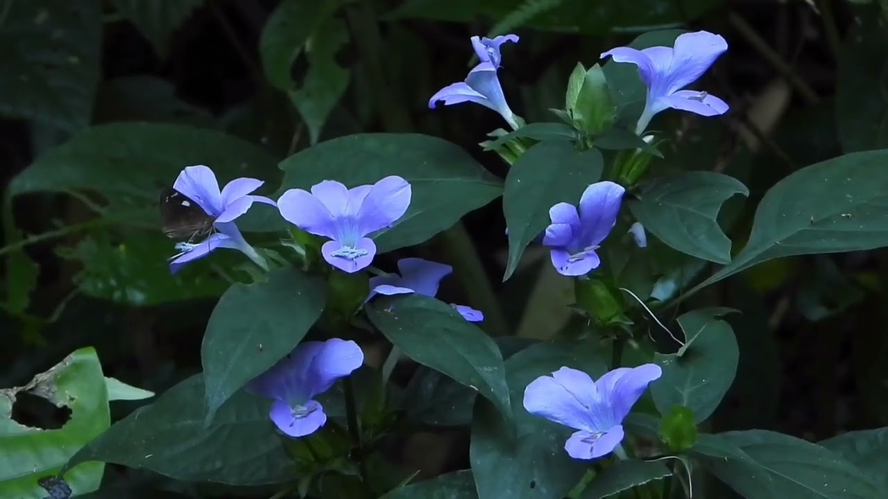 Mizoram sava vang em em te leh mawi lutuk te..ila hmuh ngai loh te aw..Birds of Mizoram..