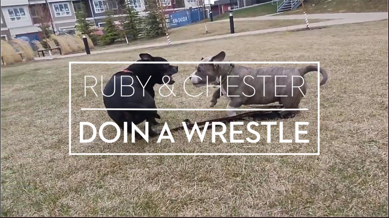 Pocket American Bully Puppy vs. Staffy Dog Puppies Play Fighting