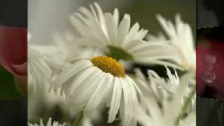 Annie Lemay - Photographer