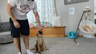 Basic Obedience Training  11 week old Bullmastiff Tua