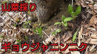【山菜採り】ギョウジャニンニクを採りに行こう【アイヌネギ】